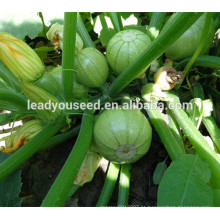 MSQ07 Youzhi boa fruta configuração f1 híbrido rodada abobrinha sementes